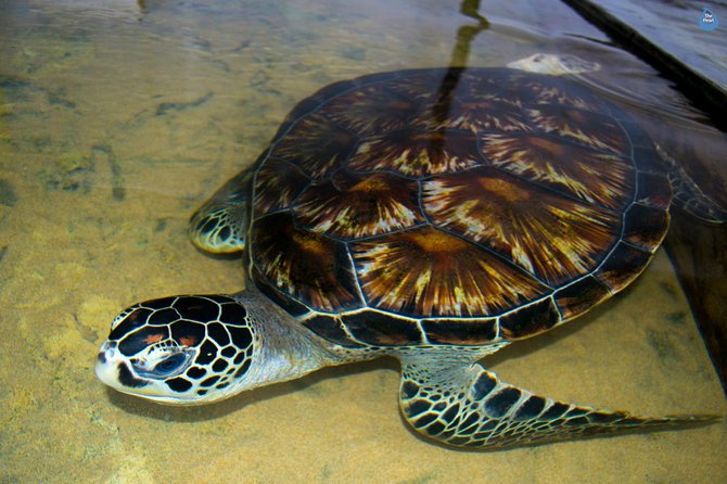 Galle Day Tour: Boat Safari, Stick Fishing & Turtles From Bentota