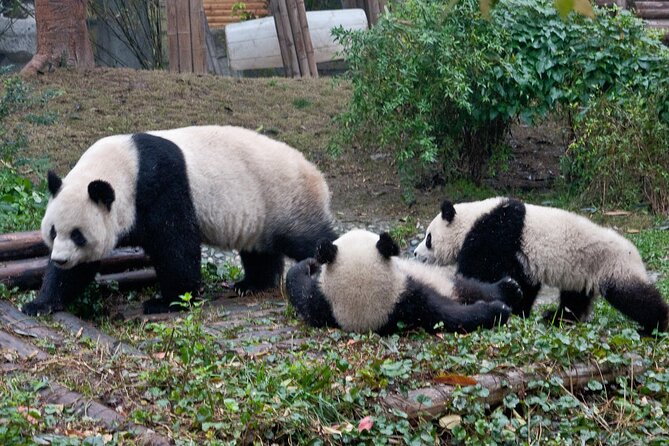 Giant Panda and Leshan Buddha Day Trip From Chengdu