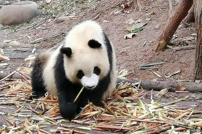Giant Panda & Sichuan Cuisine Cooking Class 1 Day Tour