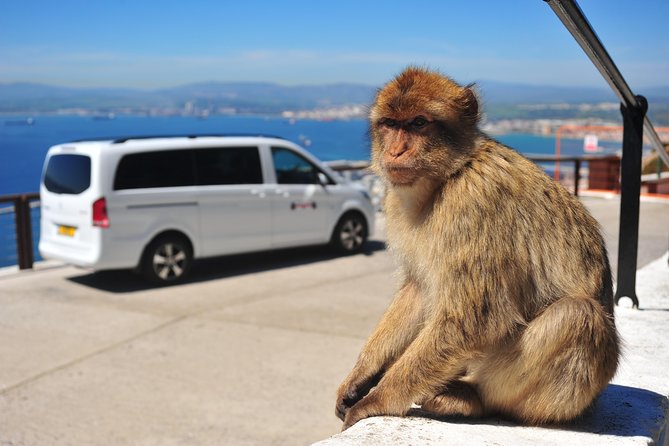Gibraltar Inside Out Panoramic Tour 1hrs Plus