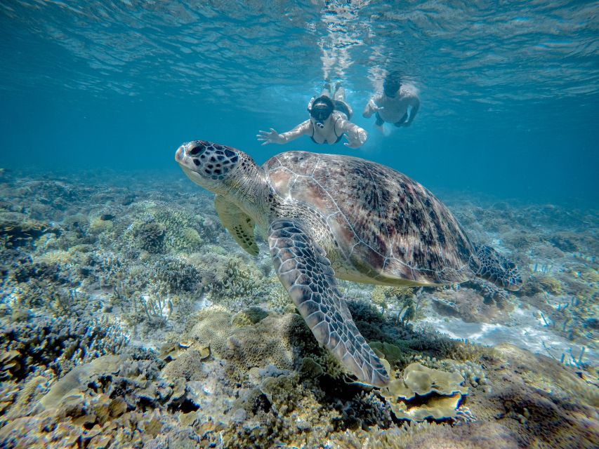 1 gili trawangan half day snorkeling with turtle and statue Gili Trawangan : Half Day Snorkeling With Turtle and Statue