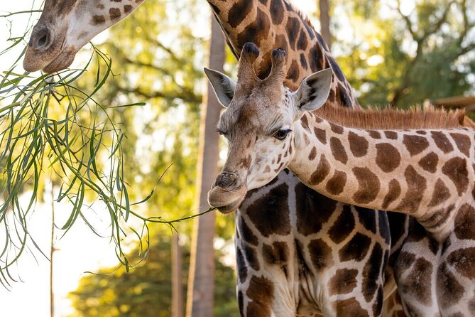 Giraffe Experience at Melbourne Zoo – Excl. Entry