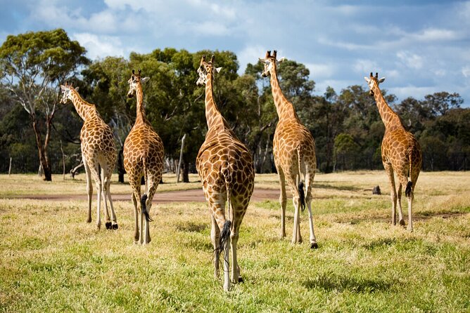 Giraffe Experience at Werribee Open Range Zoo – Excl. Entry