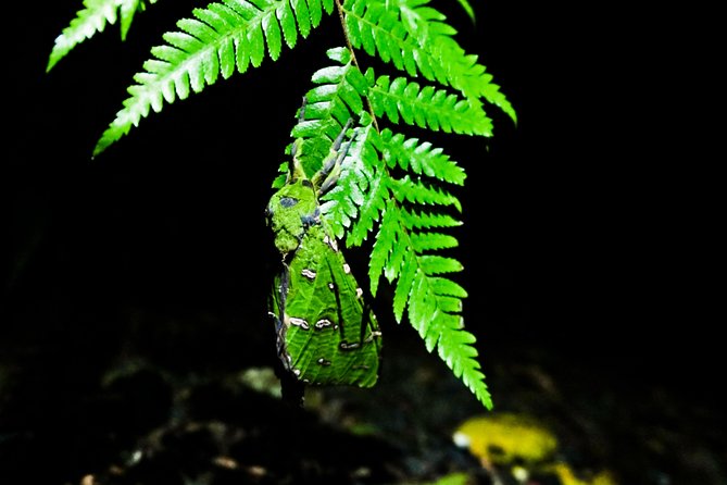 1 glow worms private tour nocturnal rainforest walk Glow Worms Private Tour - Nocturnal Rainforest Walk
