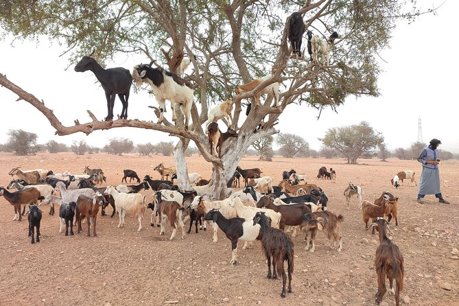 Goats on the Tree Trip From Agadir & Taghazout
