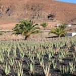 1 gran canaria historic tour yestarday and today premium Gran Canaria Historic Tour - Yestarday and Today Premium