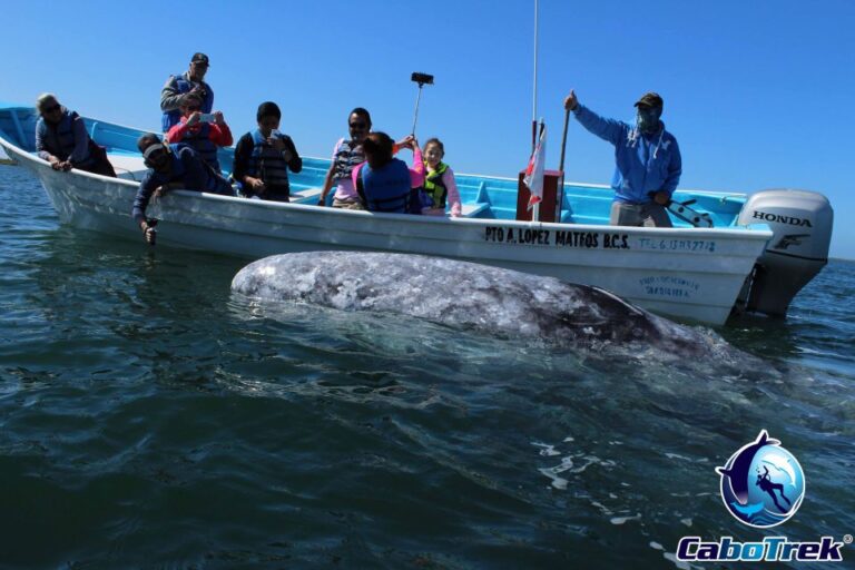 Gray Whale-Watching 2-Day Experience in Magdalena Bay