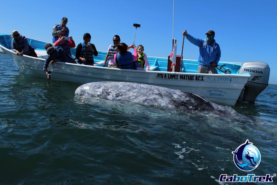 1 gray whale watching 2 day experience in magdalena bay Gray Whale-Watching 2-Day Experience in Magdalena Bay