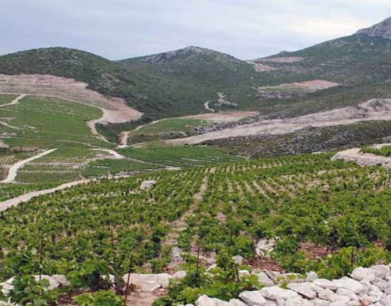 Group Tour From Dubrovnik: Ston and Peljesac Wineries Tour