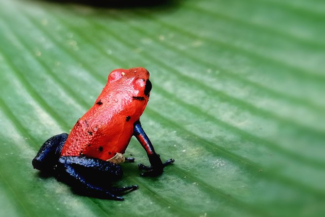 Guanacaste Private Crater and Rain Forest Tour  – Playa Flamingo