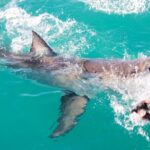 1 guided shark cage diving with hookah air supply in gansbaai Guided Shark Cage Diving With Hookah Air Supply in Gansbaai