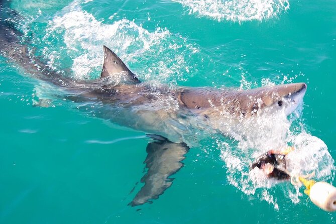 1 guided shark cage diving with hookah air supply in gansbaai Guided Shark Cage Diving With Hookah Air Supply in Gansbaai