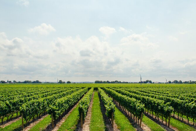 1 guided vineyard tour with wine tasting in saint emilion Guided Vineyard Tour With Wine Tasting in Saint-Émilion