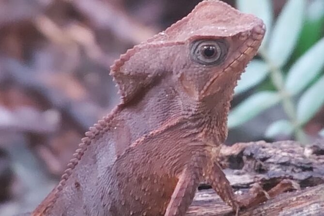 Guided Visit to Manuel Antonio National Park - Admission and Accessibility Information