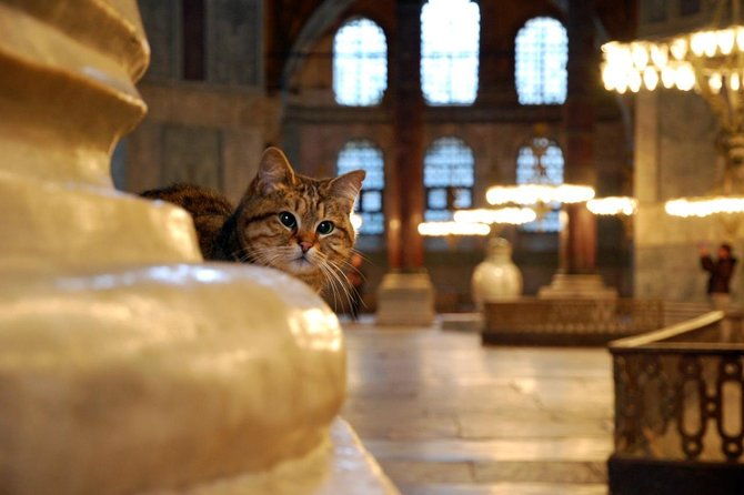 1 hagia sophia museum blue mosque small group walking tour istanbul Hagia Sophia Museum, Blue Mosque Small-Group Walking Tour - Istanbul