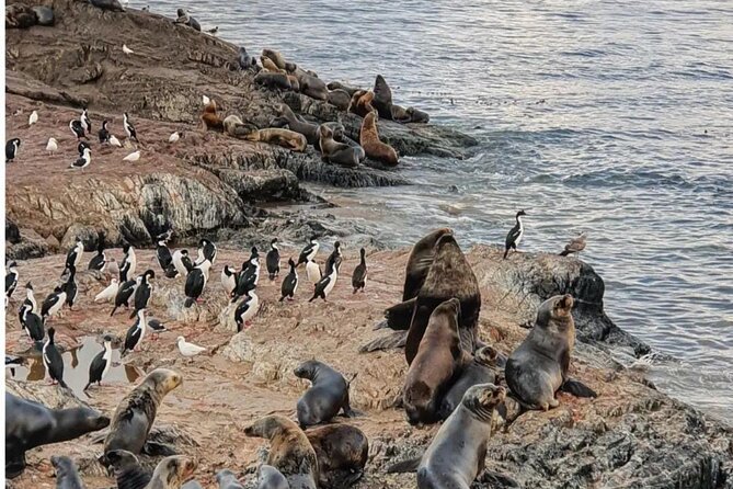 Half Day Beagle Channel Tour to Isla De Lobos and Penguin Colony