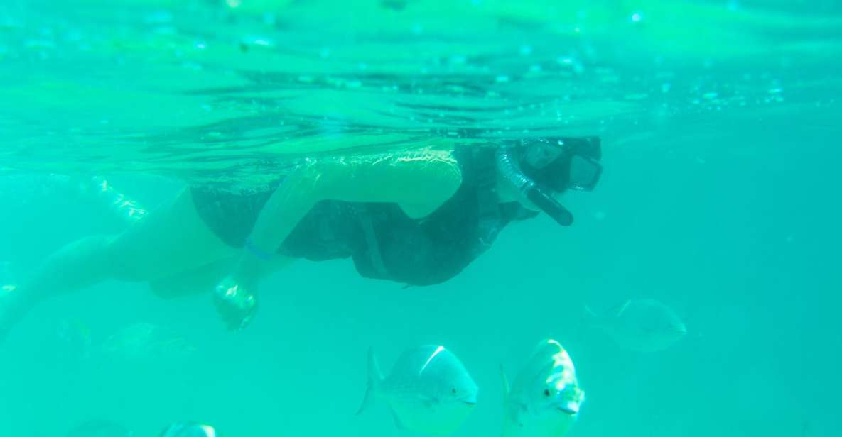1 half day guided snorkel tour in los cabos Half Day Guided Snorkel Tour in Los Cabos