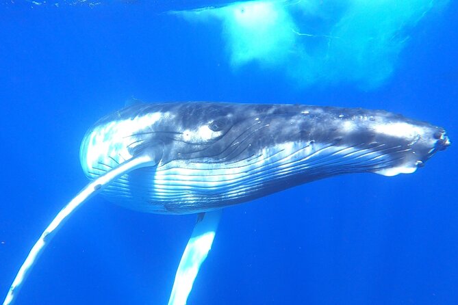 Half-Day Small-Group Swim With Humpback Whales Tour, Moorea  – Papeete