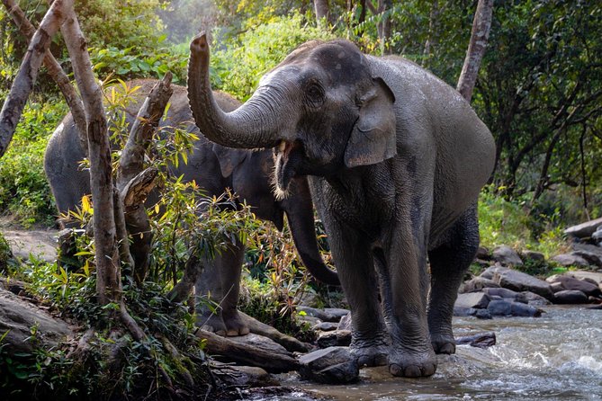 1 half day visit elephant sanctuary in samui Half Day Visit Elephant Sanctuary in Samui