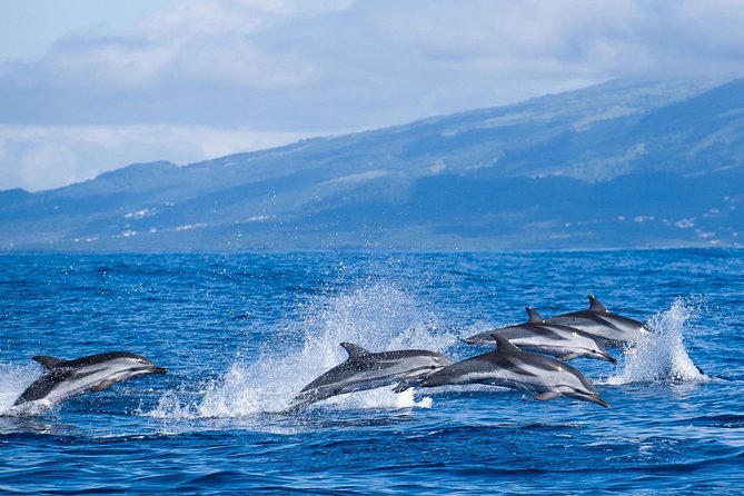 Half-Day Whale and Dolphin Watching Tour in Ponta Delgada