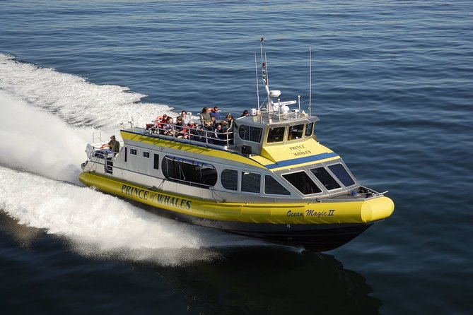 Half-Day Whale Watching Adventure From Telegraph Cove