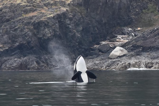 1 half day whale watching adventure from vancouver Half-Day Whale Watching Adventure From Vancouver