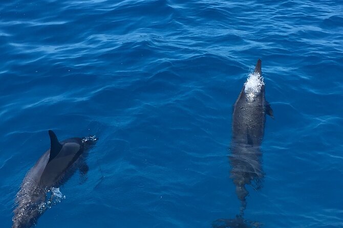 Hawaii: Honolulu Whale-Watching Catamaran Tour  – Oahu