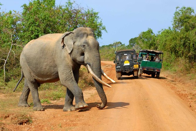 Hello! One Day Udawalawe National Park Elephant Safari