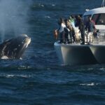 1 hermanus whale watching shared boat trip and private wine tour from cape town Hermanus Whale Watching Shared Boat Trip and Private Wine Tour From Cape Town