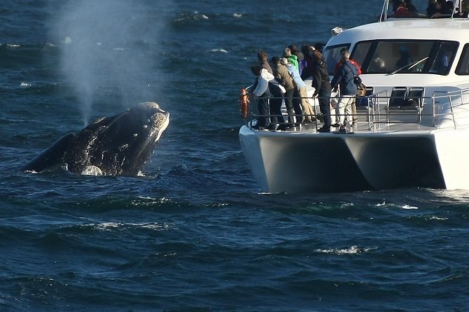 Hermanus Whale Watching Shared Boat Trip and Private Wine Tour From Cape Town
