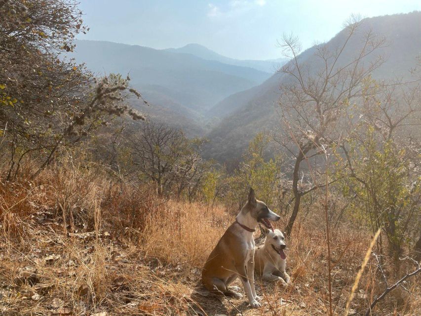 1 hidden hiking trails with dogs at the sierra norte monutains Hidden Hiking Trails With Dogs at the Sierra Norte Monutains