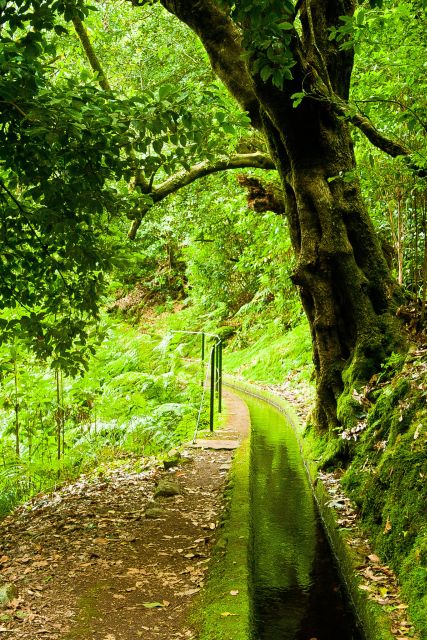 Hiking Levadas of Madeira: Levada Do Rei