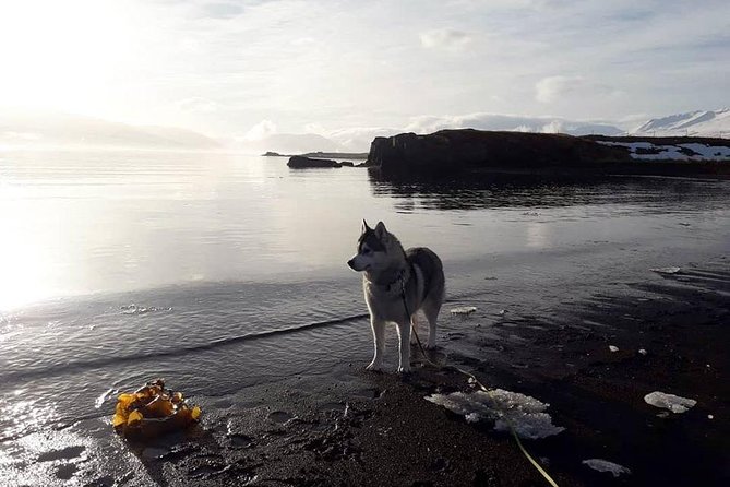 Hiking With Husky in Akureyri (Private)