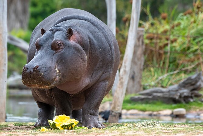 Hippo Experience at Werribee Open Range Zoo – Excl. Entry