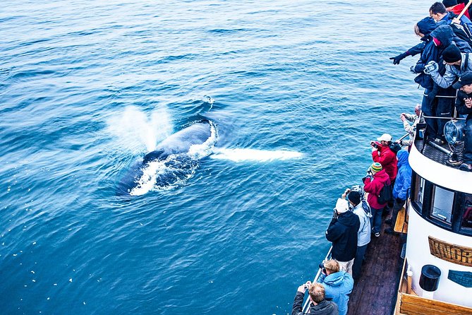 Hjalteyri Whale-Watching Tour on Traditional Oak Ship  – Akureyri