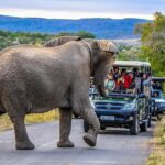 1 hluhluwe imfolozi park full day big 5 safari tour Hluhluwe-Imfolozi Park Full Day Big 5 Safari Tour