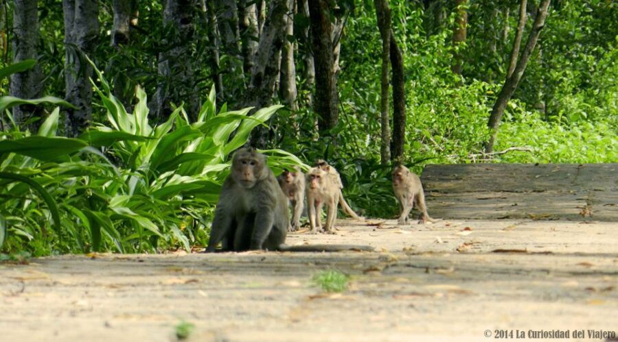 Ho Chi Minh: Private Can Gio Mangrove Forest Day Tour