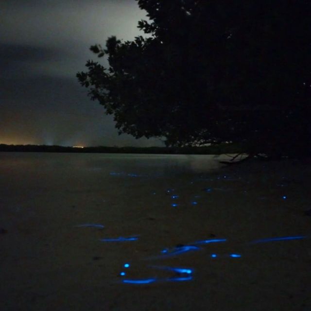 Holbox – Guided Bioluminescence Tour