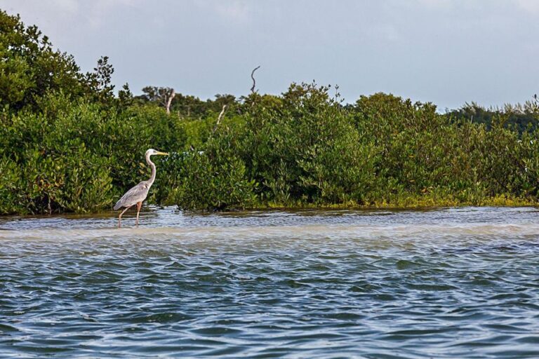 Holbox: Guided Kayaking Through Holbox’s Mangroves