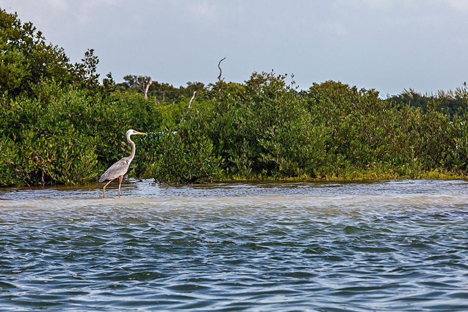 1 holbox guided kayaking through holboxs mangroves Holbox: Guided Kayaking Through Holbox's Mangroves