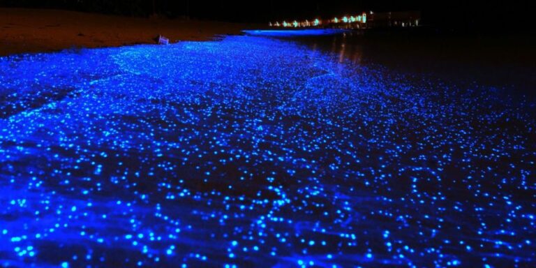 Holbox: Private Bioluminescence Beach Tour by Golf Cart
