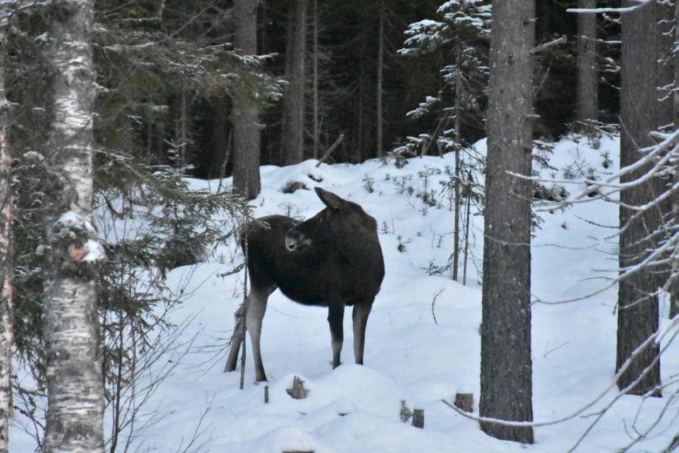 Hønefoss: 2-Day Moose Safari in Oslo's Wilderness - Experience Highlights