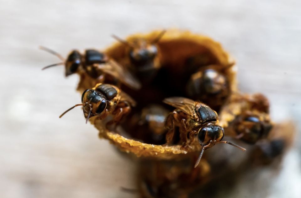 1 honey tasting stingless bees from merida yucatan Honey Tasting Stingless Bees From Merida, Yucatan