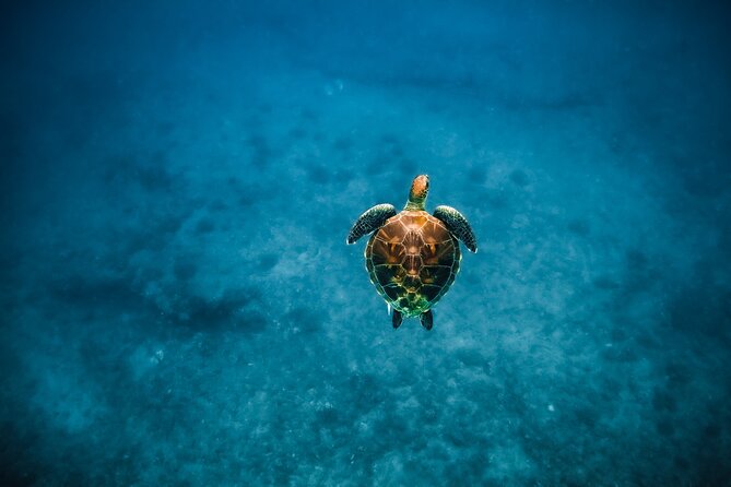 Honolulu Swimming With Turtles Experience in Waikiki  – Oahu
