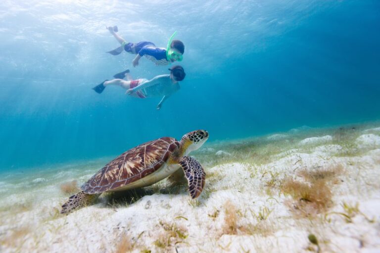 Honolulu Waikiki Turtle Canyon Snorkeling and Swimming Tour