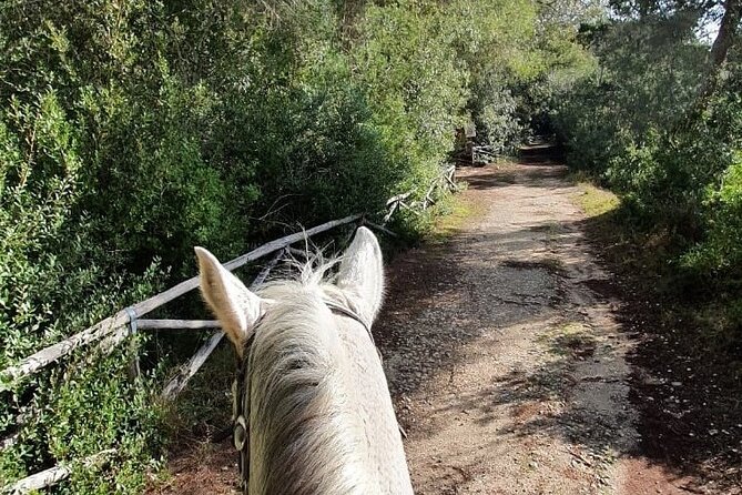 1 horse ride in a salento nature reserve with transfer from lecce Horse Ride in a Salento Nature Reserve With Transfer From Lecce
