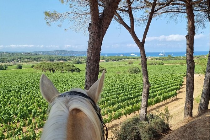 Horse Riding in the Vineyards of Ramatuelle Wine Tasting