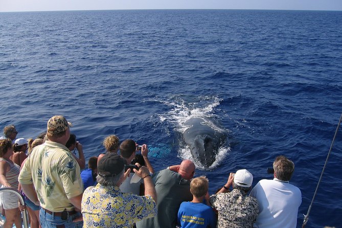 Humpback Whale Sanctuary Guided Boat Tour From Kawaihae Harbor  – Big Island of Hawaii