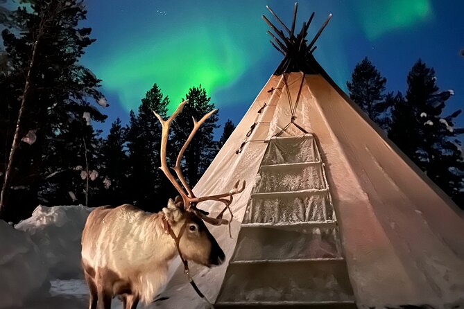 Hunt for Auroras by Reindeer Sled in Kiruna (Apr )