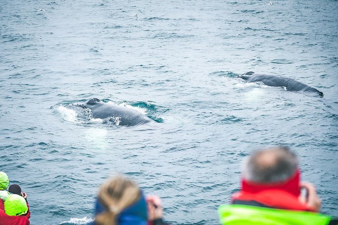 Husavik Traditional Oak Ship Whale- and Puffin-Watching Cruise  – Akureyri